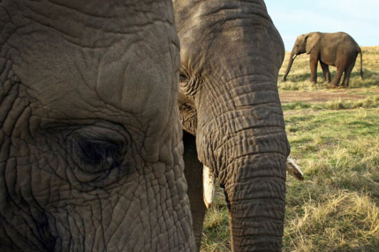 统计显示非洲2013年有2万头野生大象死于偷猎