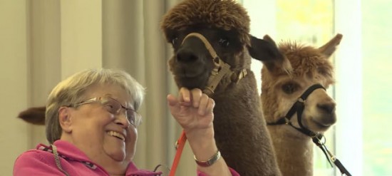 德国老人看护中心推出“羊驼疗法”收效佳（图）